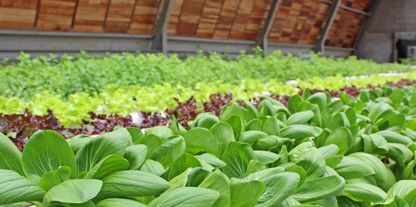 Greenhost edible garden